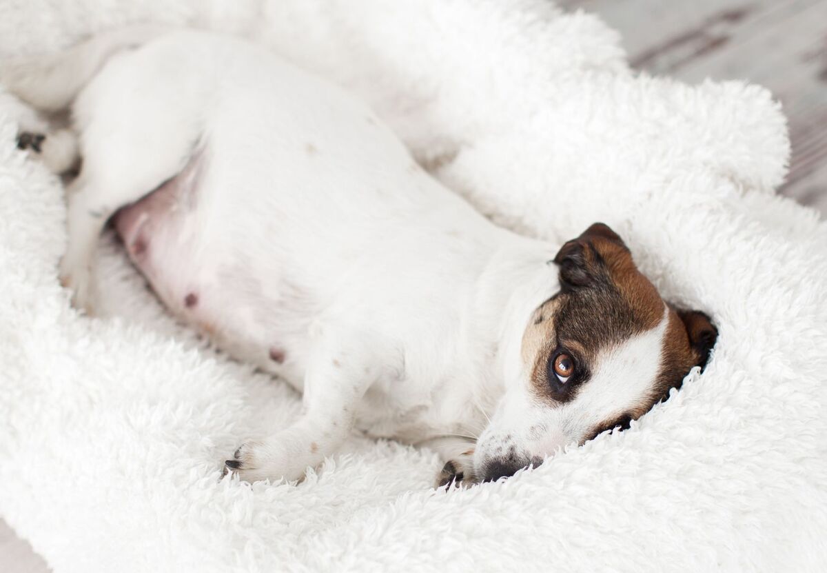 Sleeping dog